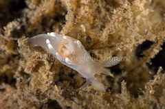 Ancula gibbosa