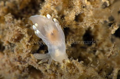 Ancula gibbosa