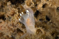 Ancula gibbosa