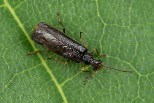 Malthinus frontalis · iNaturalist Mexico