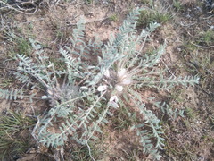 Astragalus dolichophyllus