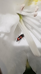 Anthocomus fasciatus