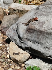 Sceloporus undulatus