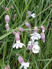 Silene uniflora