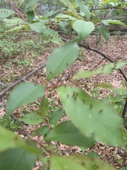 Eriophyes cerasicrumena