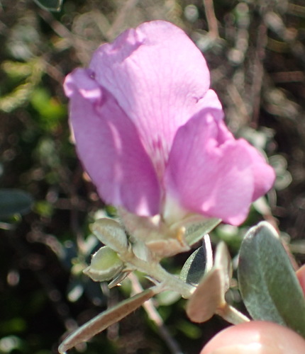 Image of Podalyria burchellii by (c) Nicola van Berkel, some rights reserved (CC BY-SA)