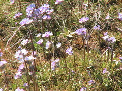 Primula egaliksensis