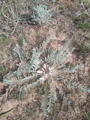 Astragalus dolichophyllus
