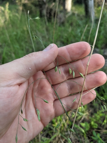 Image of Festuca versuta by (c) Cleveland Powell, some rights reserved (CC BY)