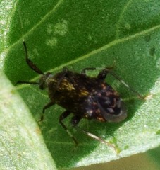 Taedia