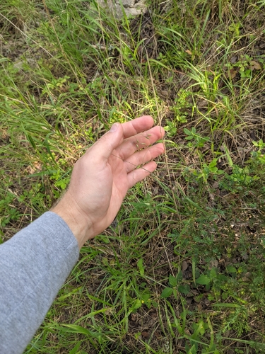 Image of Festuca versuta by (c) Cleveland Powell, some rights reserved (CC BY)