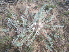 Astragalus dolichophyllus