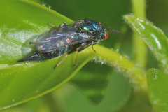 Ormyrus nitidulus