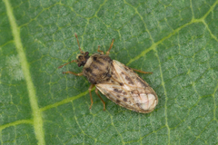 Piesma maculatum