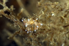 Eubranchus rupium