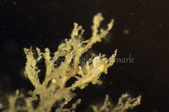 Eubranchus rupium