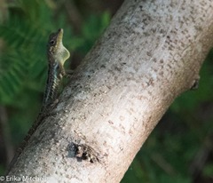 Anolis roquet salinei