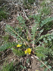 Astragalus buchtormensis