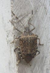 Halyomorpha halys