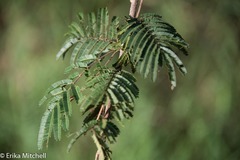 Dichrostachys cinerea