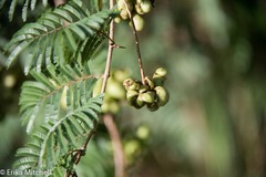 Dichrostachys cinerea