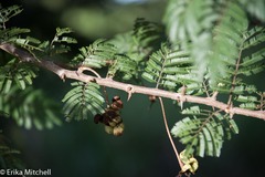 Dichrostachys cinerea