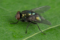 Neomyia viridescens