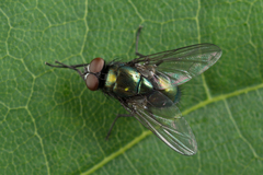 Neomyia viridescens