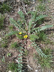 Astragalus buchtormensis