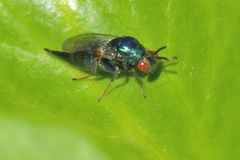 Ormyrus nitidulus