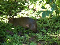 Dasyprocta variegata