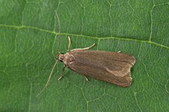 Acompsia cinerella