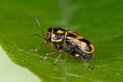 Pachybrachis hieroglyphicus