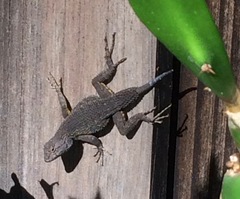 Sceloporus occidentalis longipes