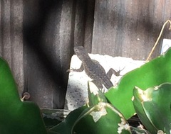 Sceloporus occidentalis longipes