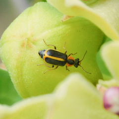 Attalus circumscriptus