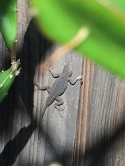 Sceloporus occidentalis longipes