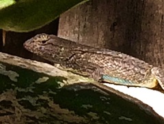 Sceloporus occidentalis longipes