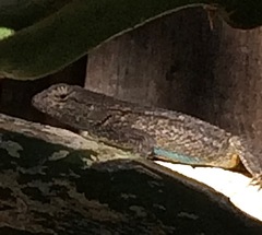 Sceloporus occidentalis longipes