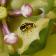 Attalus circumscriptus