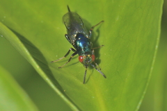 Ormyrus nitidulus