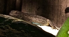 Sceloporus occidentalis longipes