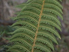 Polystichum speciosissimum