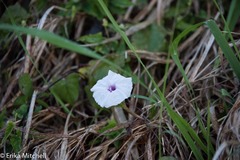 Ipomoea anisomeres