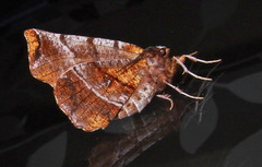 Selenia alciphearia