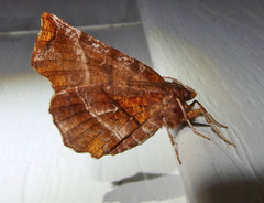 Selenia alciphearia