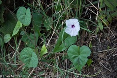 Ipomoea anisomeres
