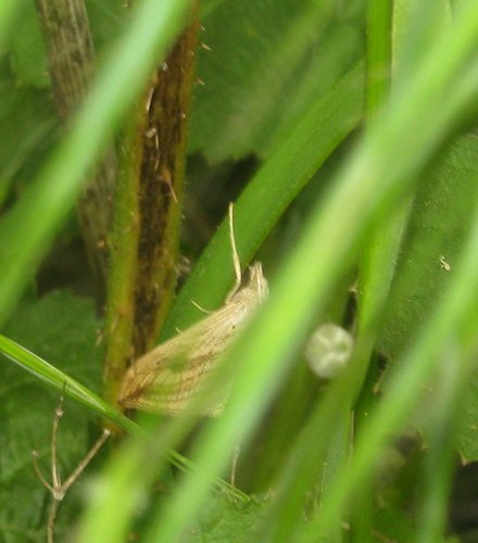 Evergestis forficalis