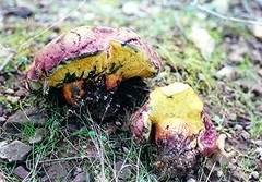 Boletus spretus
