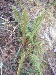 Polystichum speciosissimum